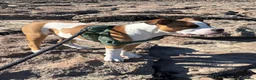 American Bulldog dogs for sale: American Bulldog pedigree 6 month puppy - Advert 16