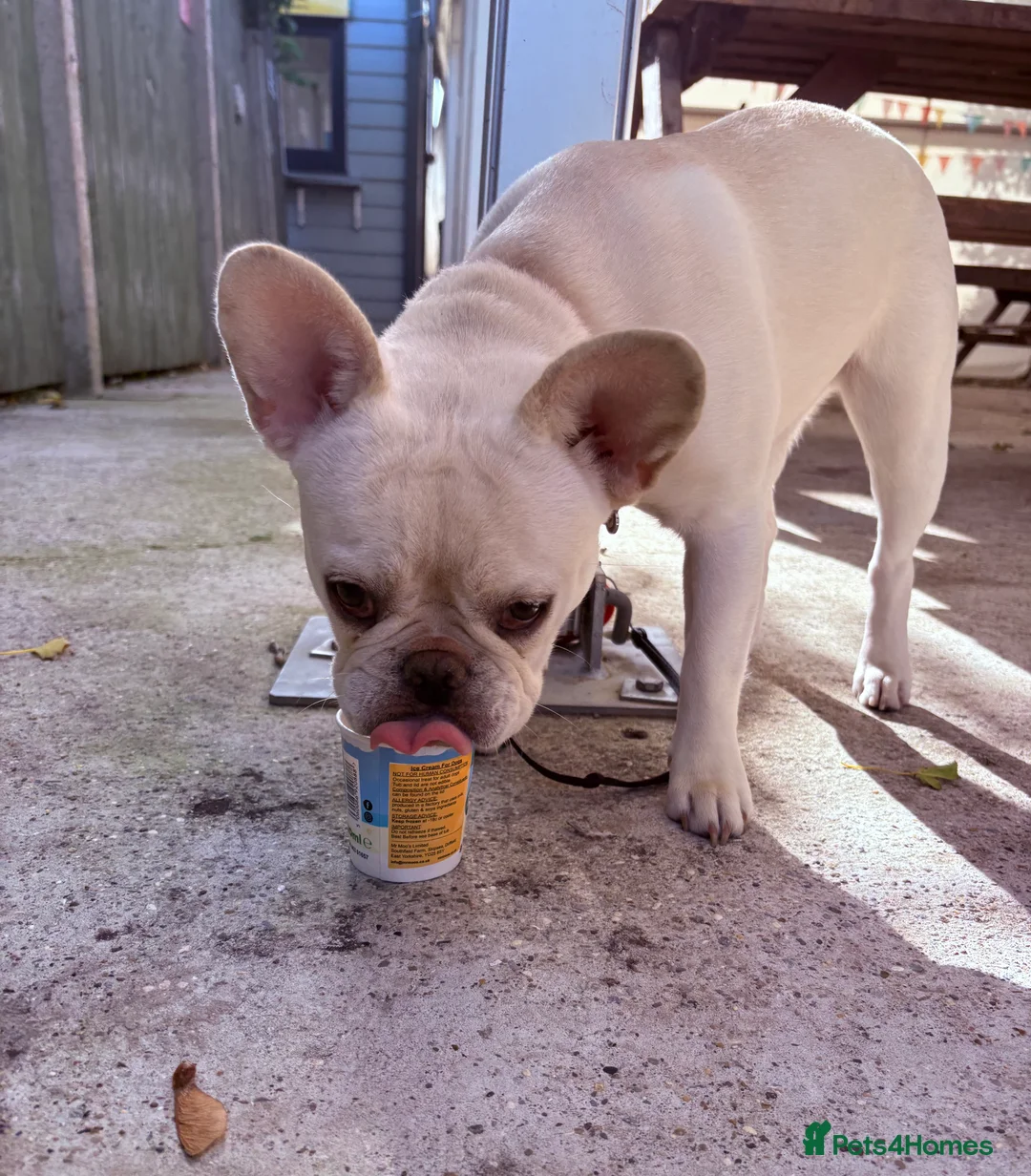 French Bulldog dogs for sale: French bulldog for sale - Advert 5