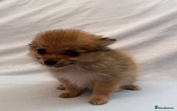 Pomeranian dogs for sale: 4 stunning Pomeranian girls ready for collection  - Image 7
