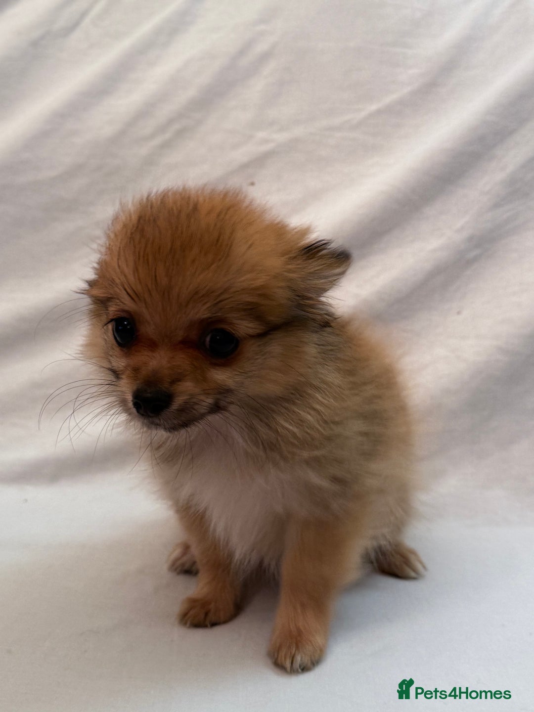 Pomeranian dogs for sale: 4 stunning Pomeranian girls ready for collection  - Image 7