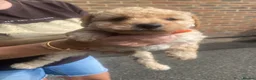 Toy Poodle dogs for sale: 🩷 Beautiful Toy Poodle Puppies 🩵 - Advert 10