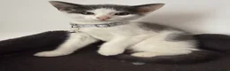 British Shorthair cats for sale: Beautiful BSH  - Advert 14