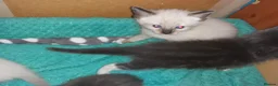 Mixed Breed cats for sale: Beautiful kittens, serious loving homes only in Broxburn - Advert 4