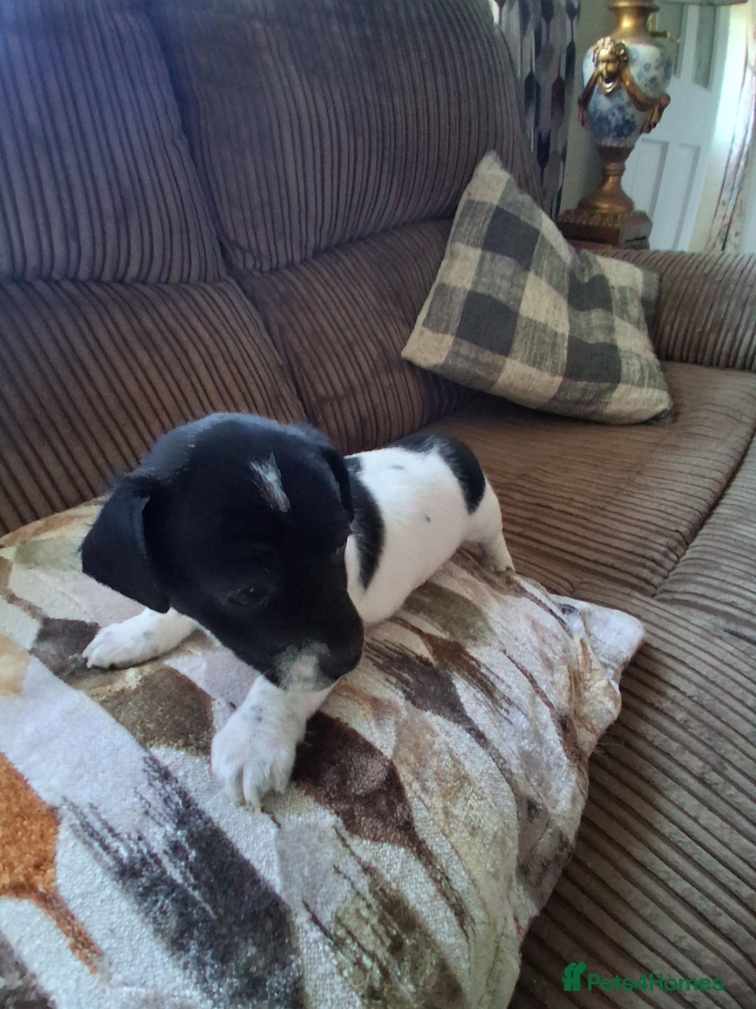 Jack Russell dogs for sale: Jack Russell puppies - Advert 2