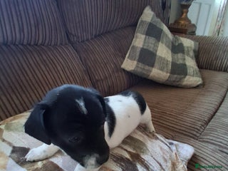 Jack Russell dogs Jack Russell puppies - Advert 13