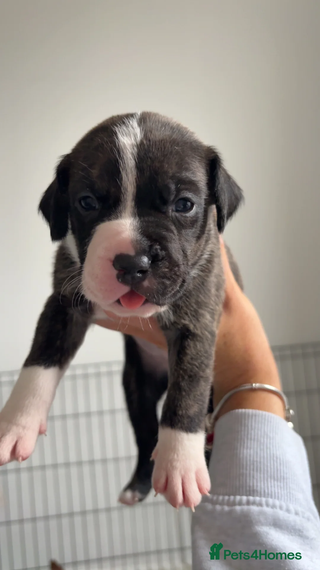 American Bull Staffy dogs for sale: AmStaff pups  - Advert 3