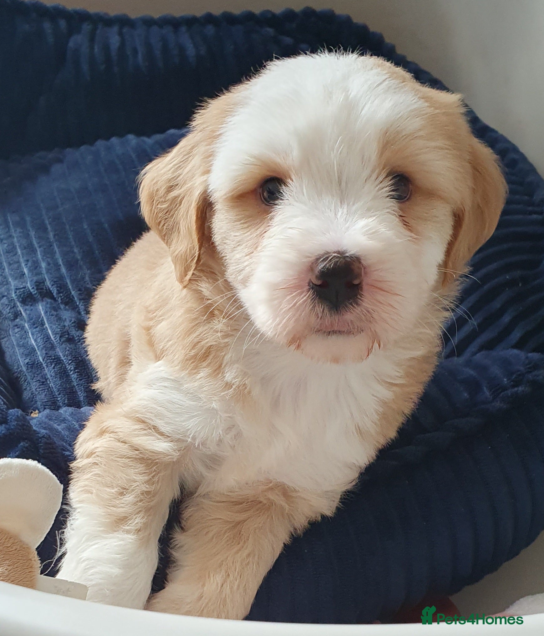 Tibetan Terrier dogs Stunning KCreged Tibetan terriers  - Advert 2