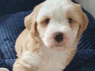 Tibetan Terrier dogs Stunning KCreged Tibetan terriers - Advert 2