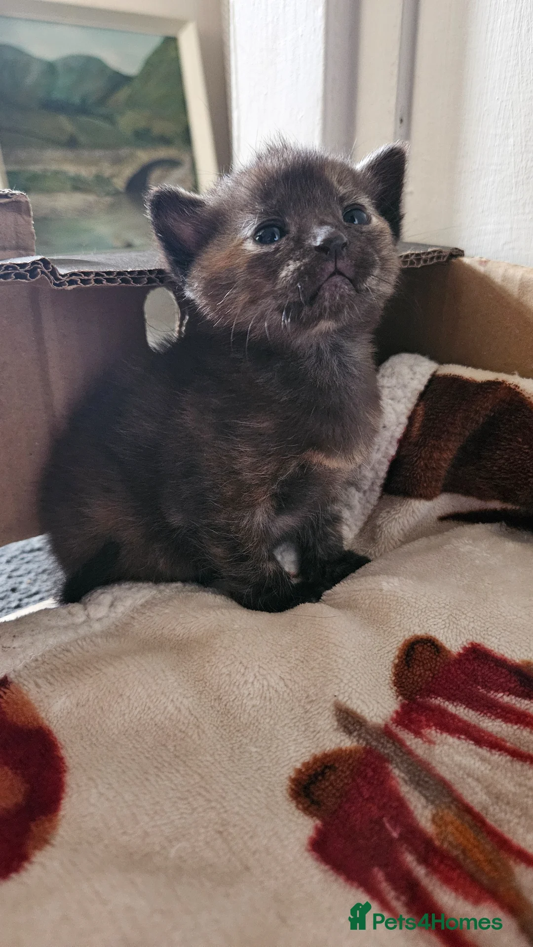 Mixed Breed cats for sale: Kittens  - Advert 2