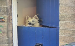 White Swiss Shepherd dogs for adoption: Selkie, White Swiss Shepherd in need of new home.  - Image 2