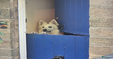 White Swiss Shepherd dogs - Advert 4