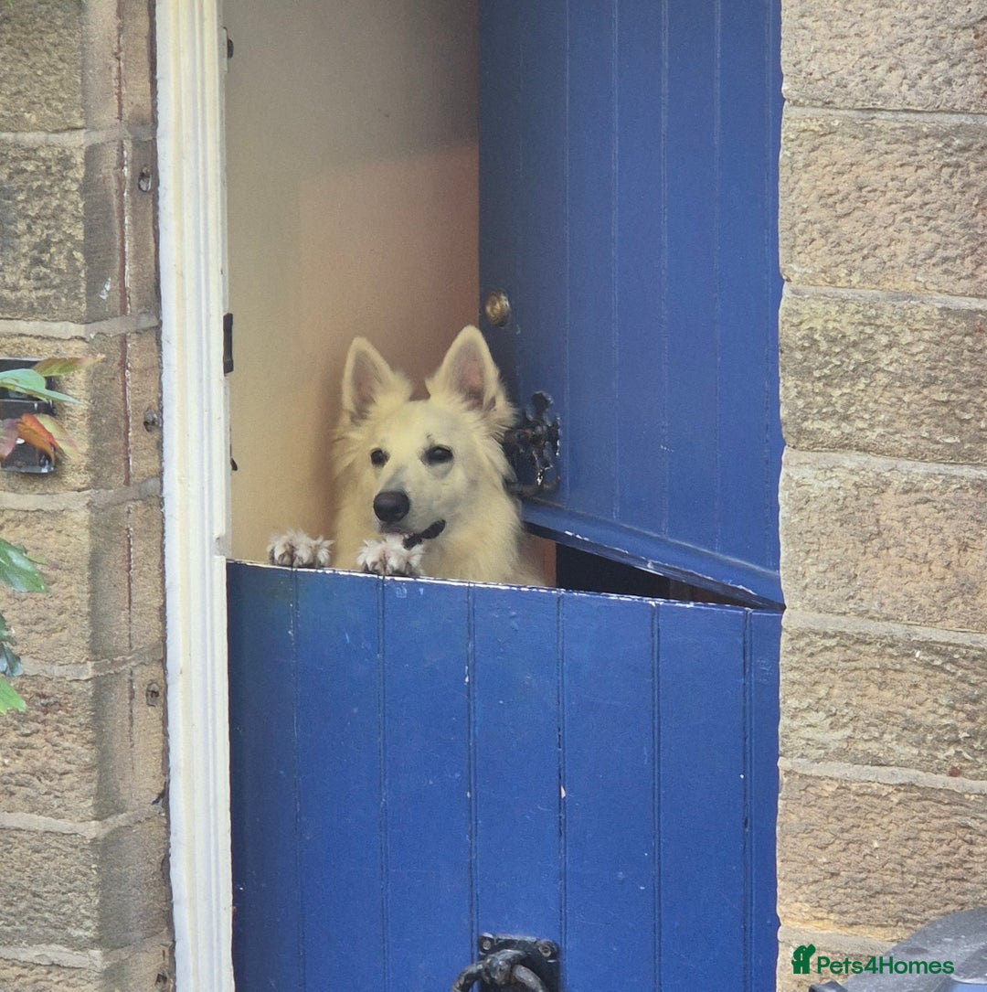 White Swiss Shepherd dogs for adoption: Selkie, White Swiss Shepherd in need of new home.  - Image 2
