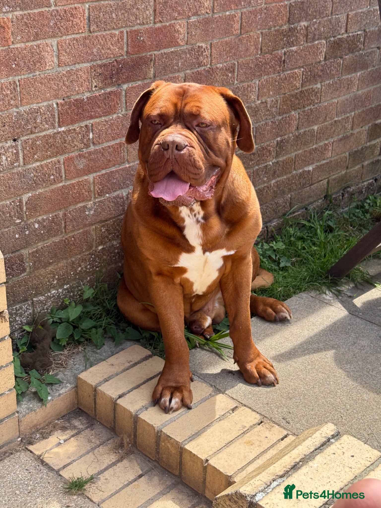 Dogue De Bordeaux dogs Gazza - 2 and a half year old boy  - Advert 7