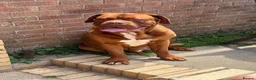 Dogue De Bordeaux dogs for sale: Gazza - 2 and a half year old boy  in Portsmouth - Advert 1