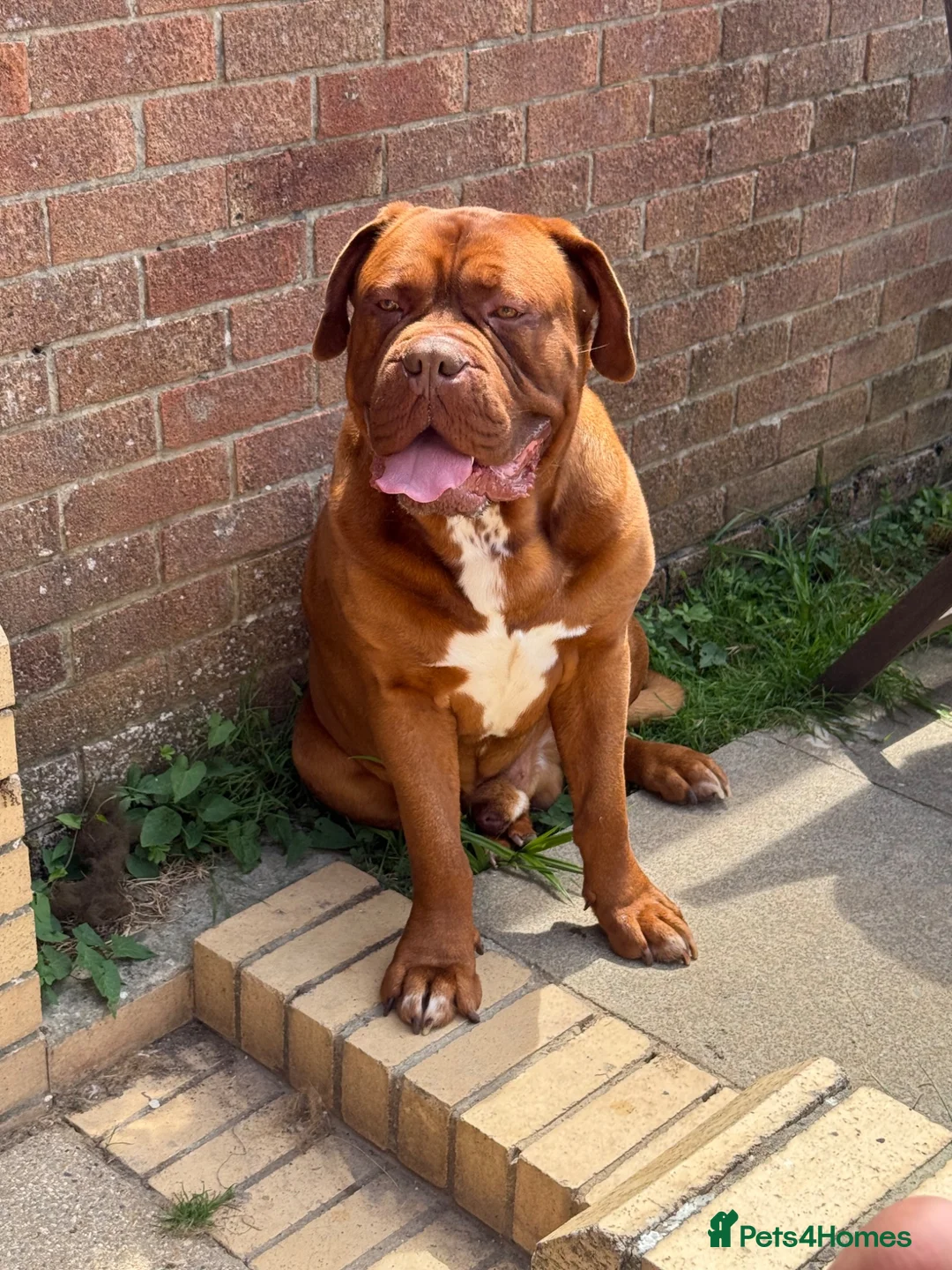 Dogue De Bordeaux dogs for sale: Gazza - 2 and a half year old boy  in Portsmouth - Advert 1
