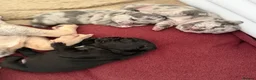 French Bulldog dogs for sale: KC/DWKC Registered French Bulldog Puppies - Advert 8