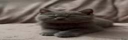 British Shorthair cats for sale: Beautiful Champion Bloodlined BSH kittens. - Advert 7