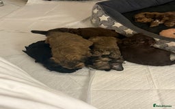 Shihpoo dogs for sale: Beautiful Shihpoo puppies  - Image 5