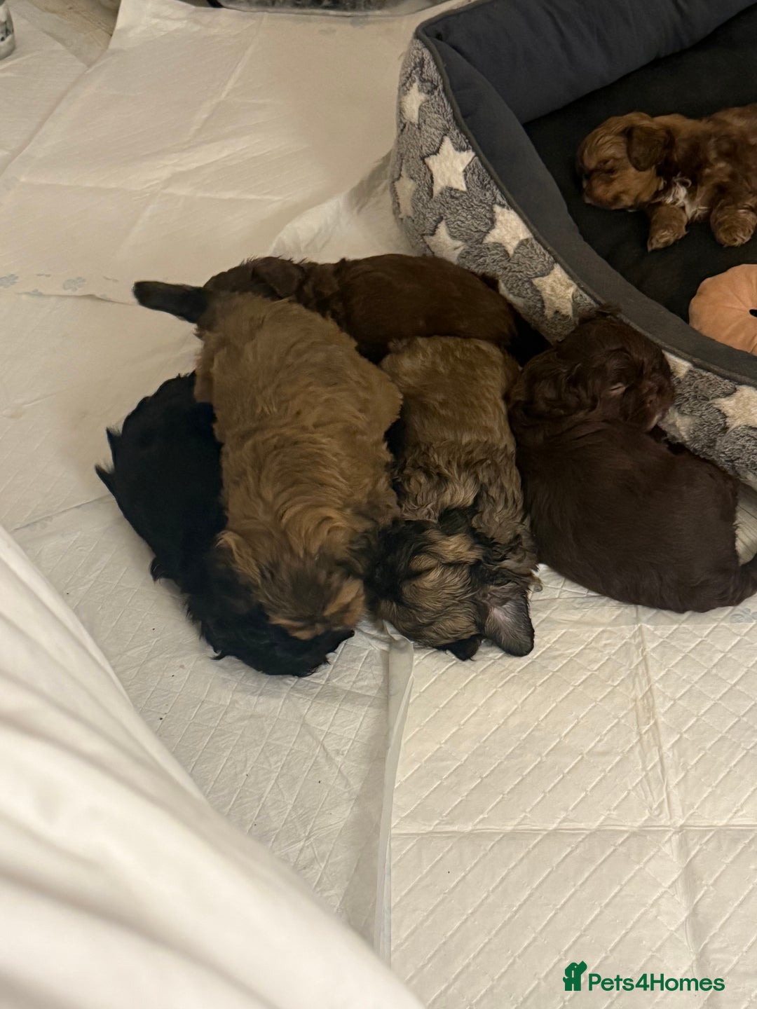 Shihpoo dogs for sale: Beautiful Shihpoo puppies  - Image 5