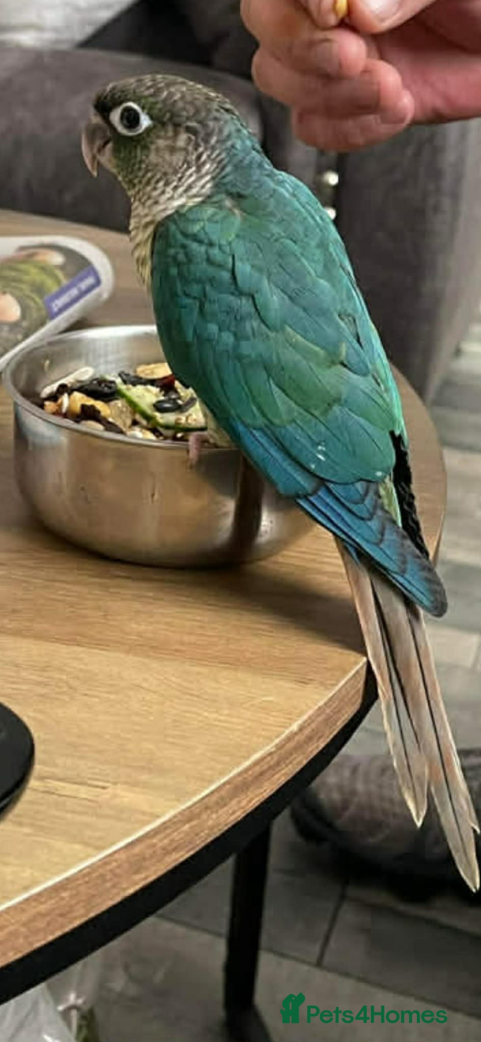 Parrots birds Conure - Advert 8