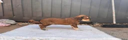 Saluki dogs for sale: Male  Saluki puppy 10 weeks old  - Advert 26