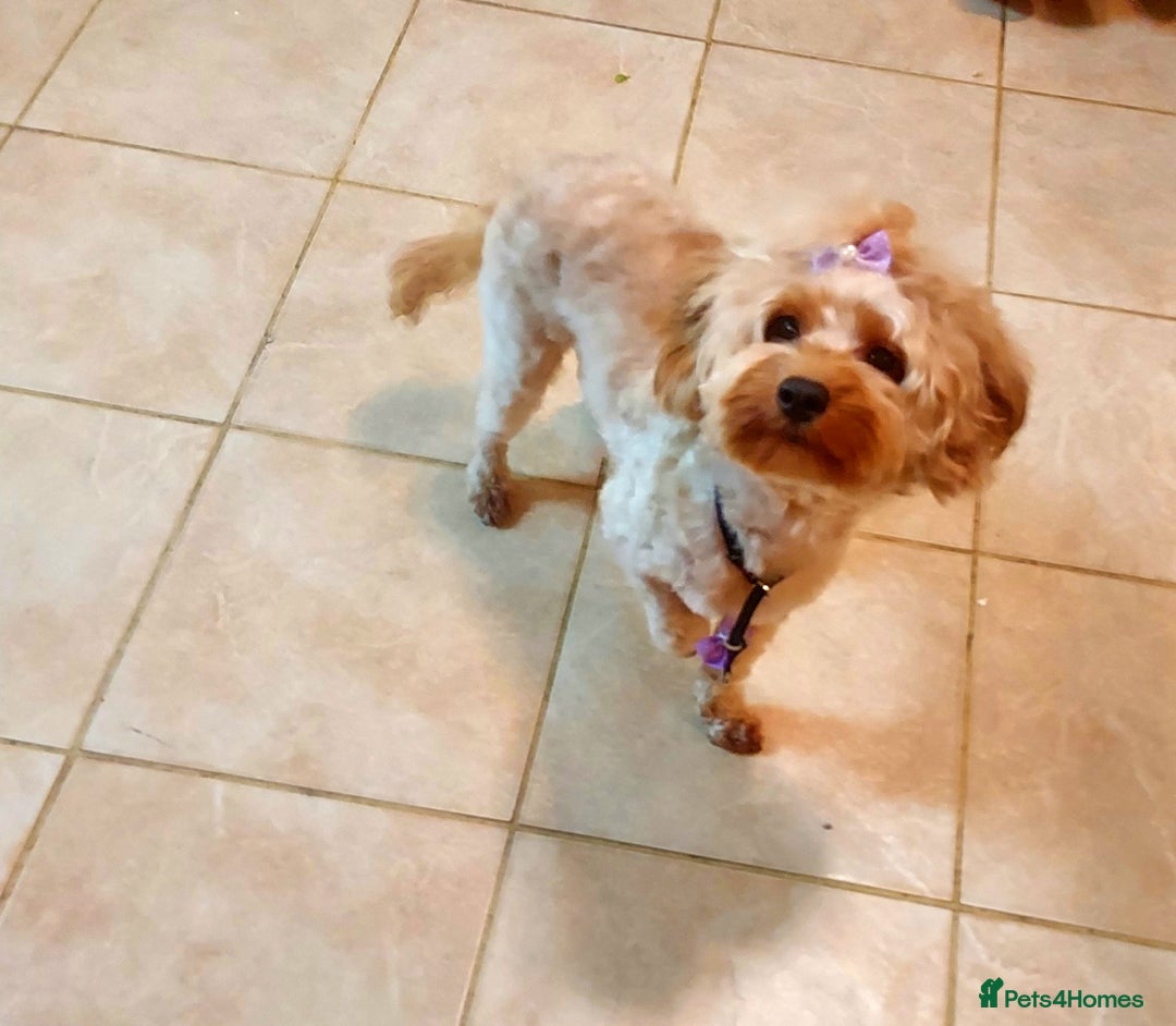 Cavapoo dogs for sale: TOY CAVAPOO GIRL 12 MONTHS  - Advert 5