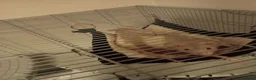 Rat rodents for sale: X2 rats to be rehomed in Rochdale - Advert 3