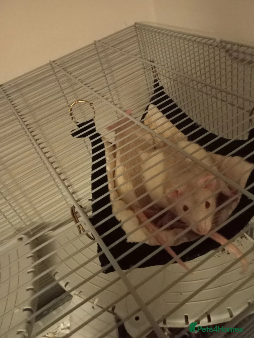 Rat rodents for sale: X2 rats to be rehomed in Rochdale - Advert 3