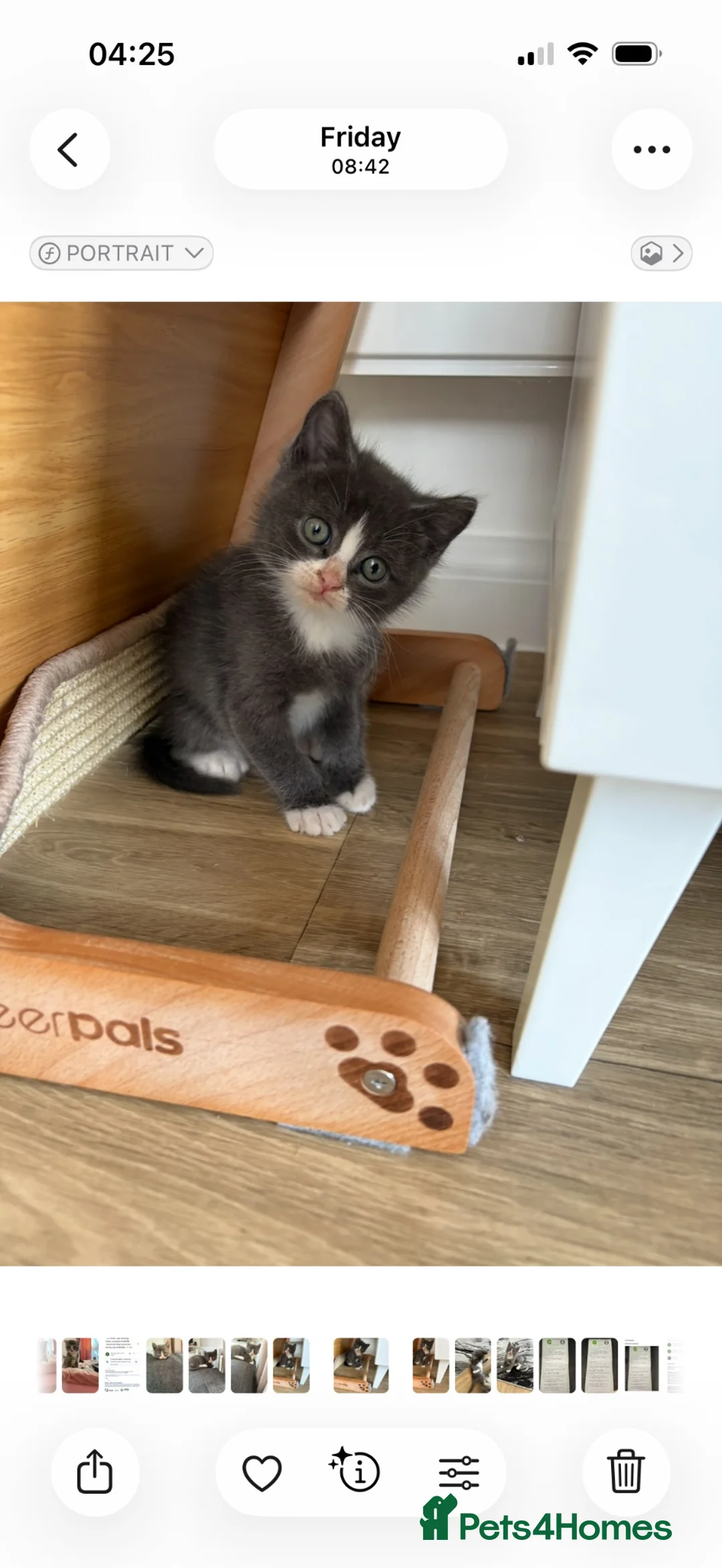 Mixed Breed cats for sale: Scottish fold mixed with mixed breed 2 boys  in Chatham - Advert 12