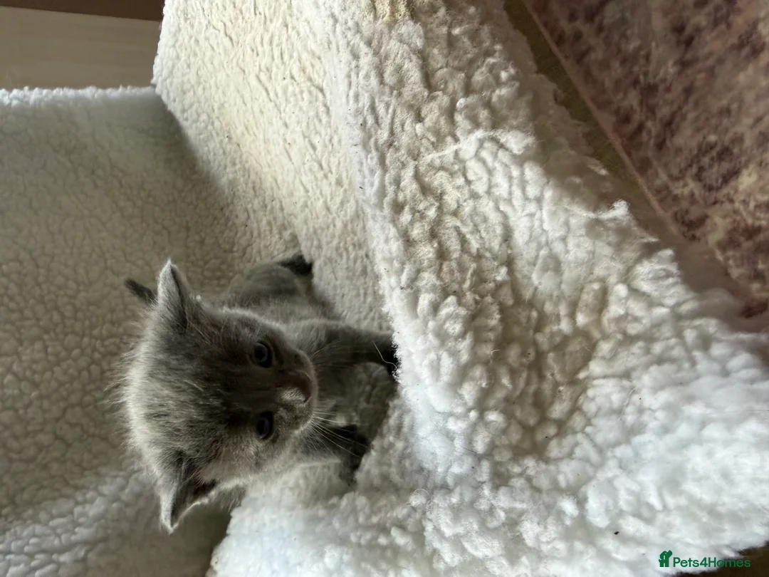 Mixed Breed cats for sale: 4 Beautiful Kittens  in Stratford-upon-Avon - Advert 8