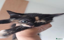 Mixed Breed cats for sale: 4 kittens ready to go  - Image 4