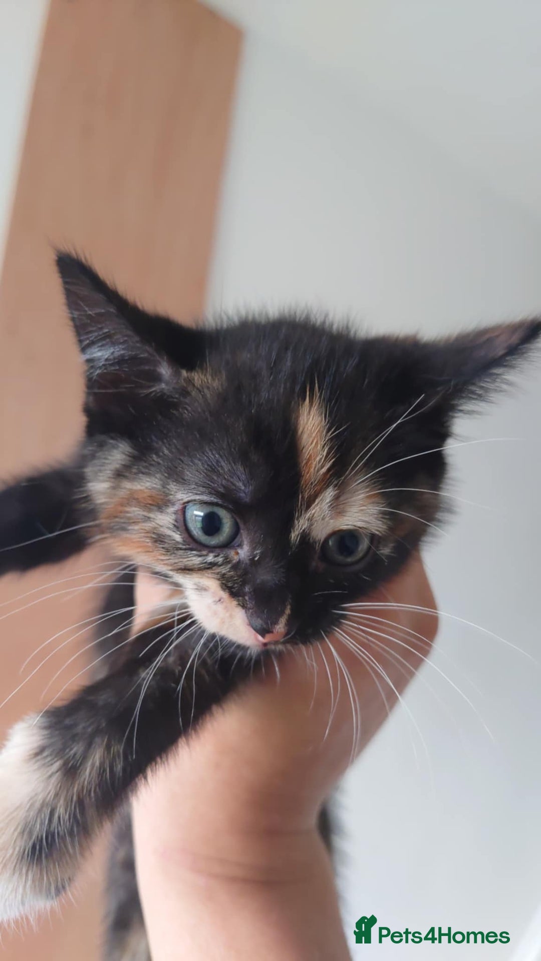 Mixed Breed cats for sale: 4 kittens ready to go  - Image 4