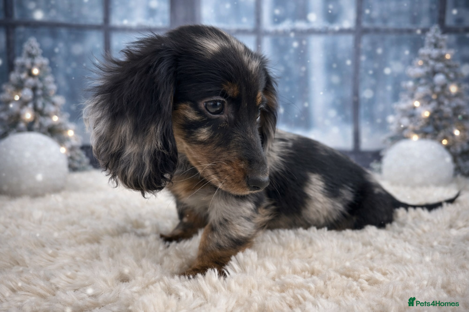 Miniature Dachshund dogs 🐾Mini long haired dachshunds🐾 - Advert 12