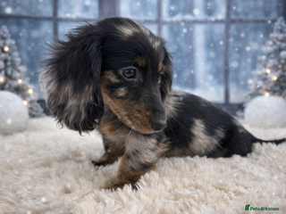 Miniature Dachshund dogs 🐾Mini long haired dachshunds🐾 - Advert 12