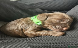 Cockapoo dogs for sale: Adorable F2b Cockapoo Puppies – Ready to Reserve  - Image 15