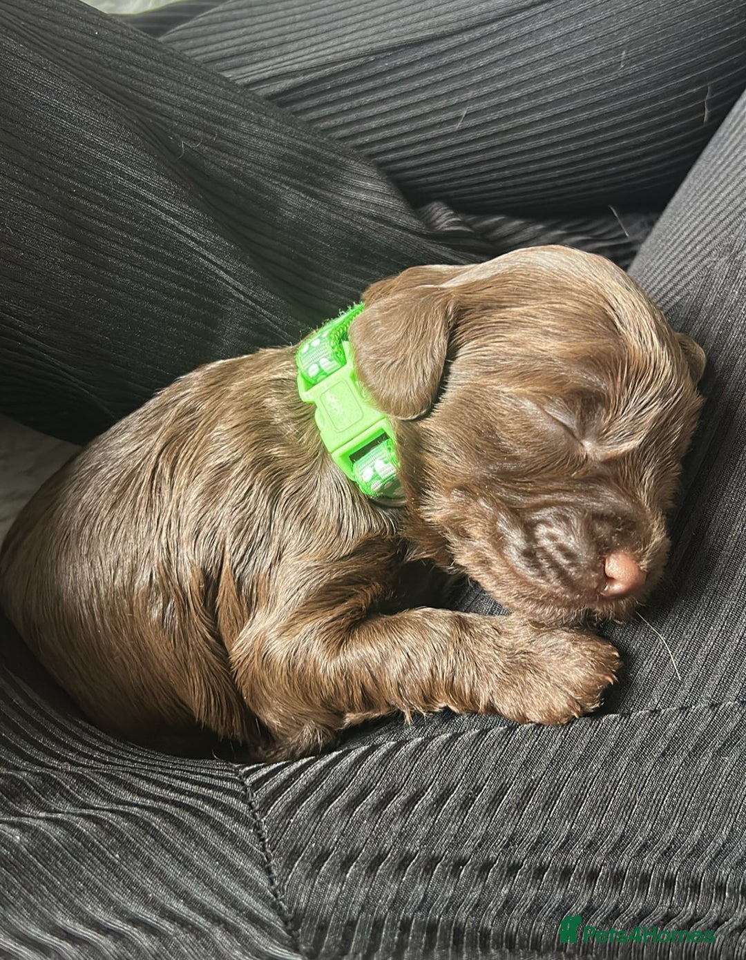 Cockapoo dogs for sale: Adorable F2b Cockapoo Puppies – Ready to Reserve  - Image 15