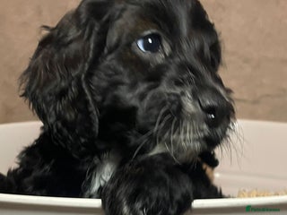 Cockapoo dogs Adorable cockapoo puppies LAST GIRL REMANING - Advert 9