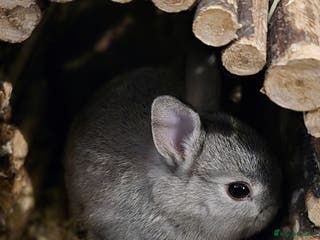 Netherland Dwarf rabbits Netherland dwarf babies bunnies - Advert 16