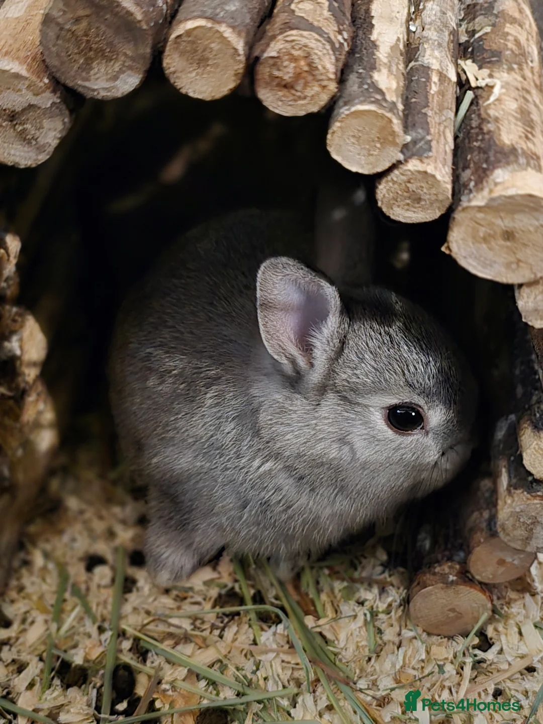 Netherland Dwarf rabbits for sale: Netherland dwarf babies bunnies - Advert 1