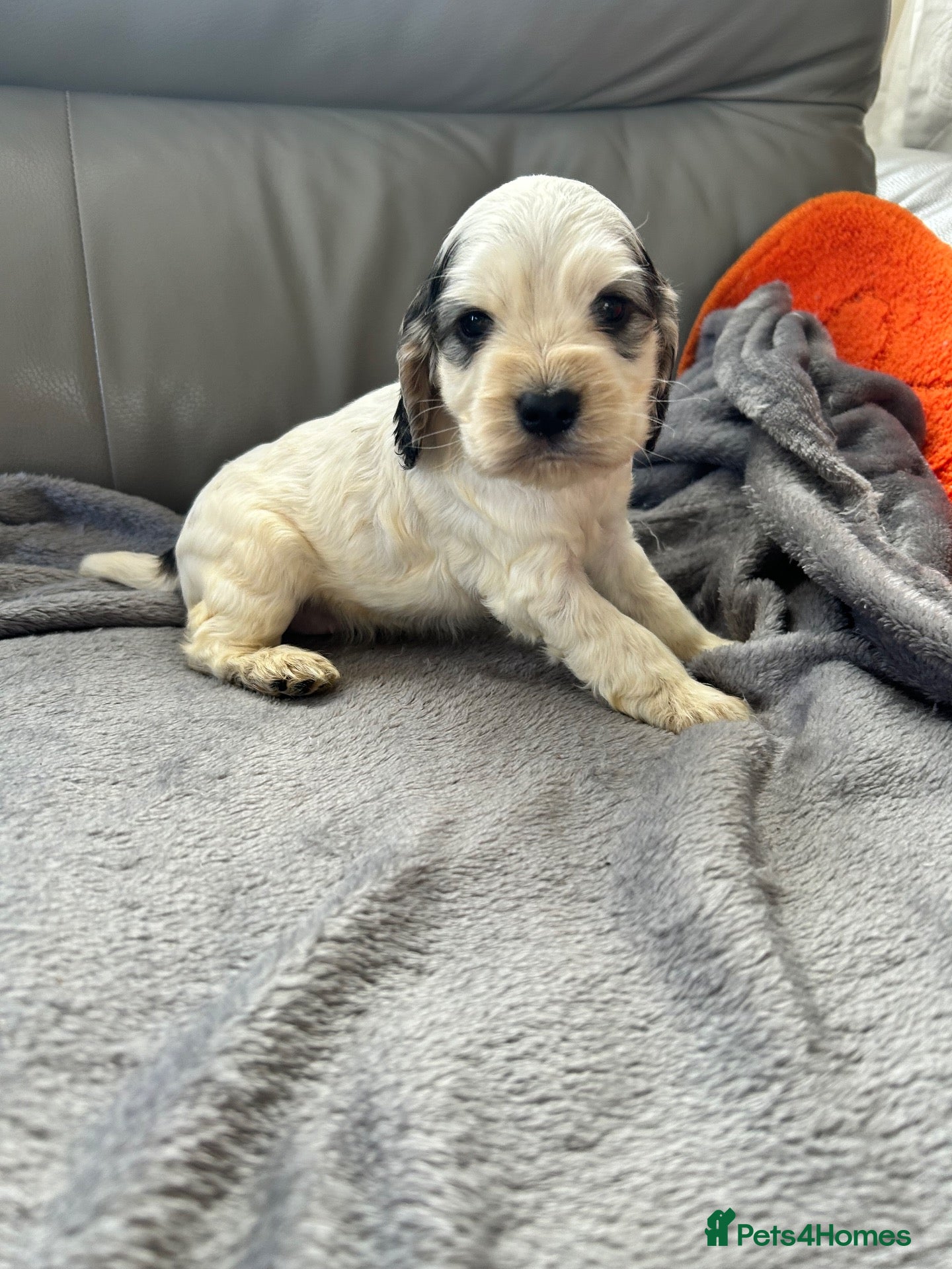 Cocker Spaniel dogs for sale: Stunning KC registered show type cocker pups  - Advert 1