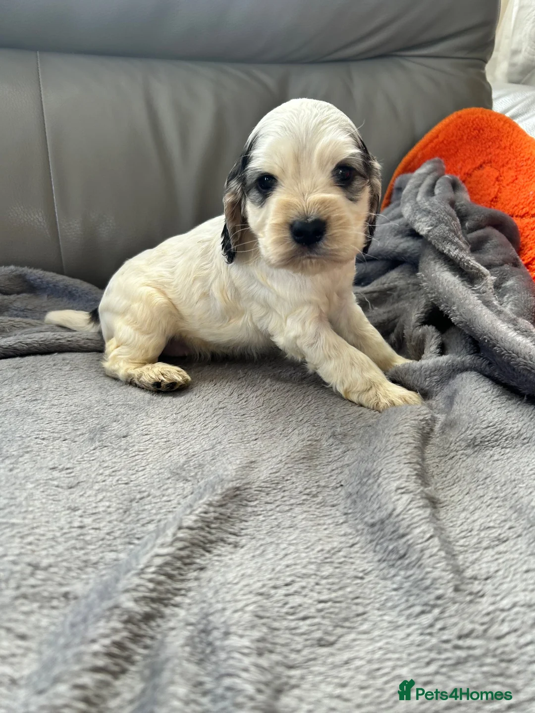 Cocker Spaniel dogs for sale: Stunning KC registered show type cocker pups  - Advert 1