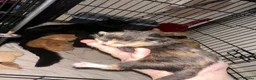 Mixed Breed cats for sale: Baby’s need a new loving home  - Advert 6