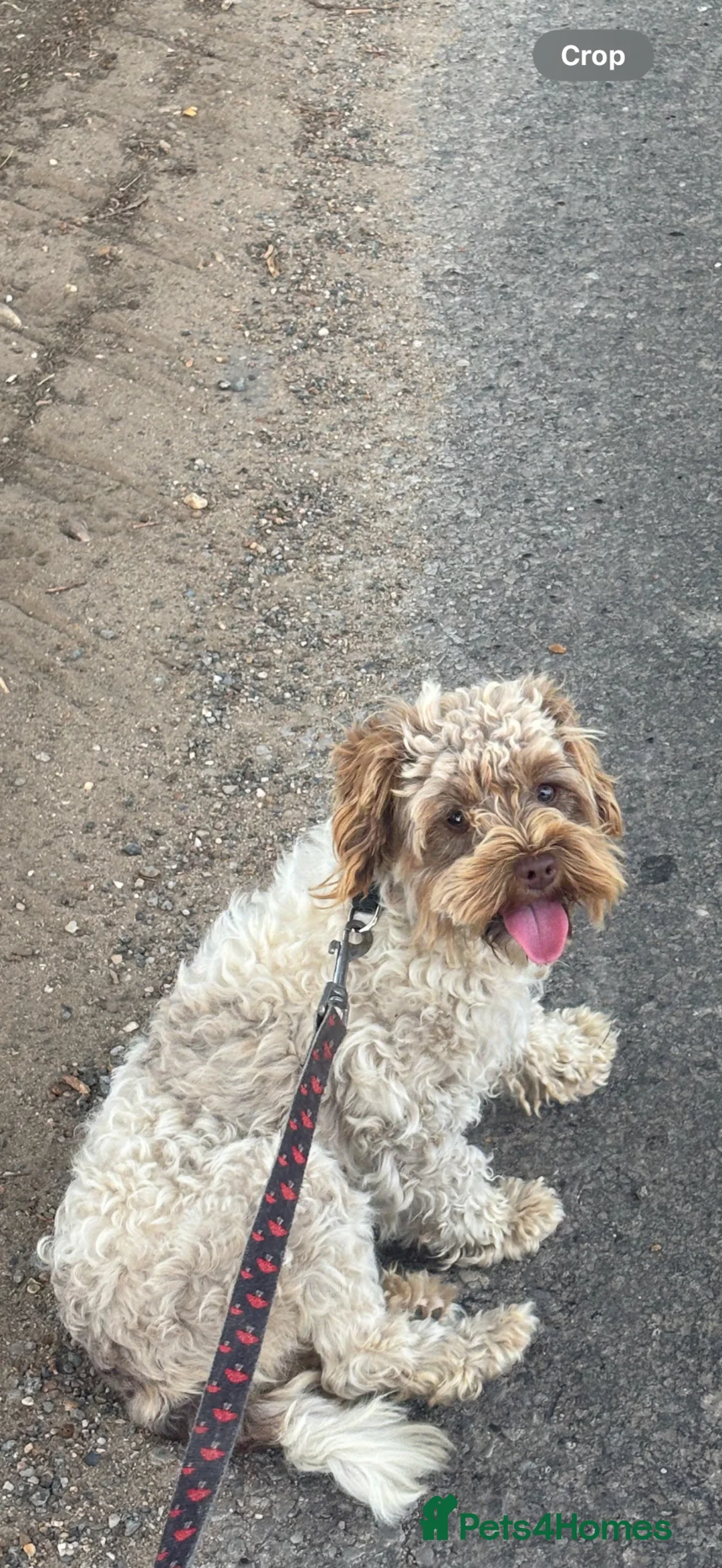 Cavapoo dogs for sale: Female adult Cavapoo 2 years old   in Great Yarmouth - Advert 2