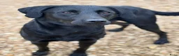 Labrador Retriever dogs for sale: KC registered Labrador pups from top working lines in Rugby - Advert 19