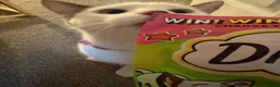 Domestic Shorthair cats for adoption: Meet Willow - A sweet girl looking for her forever - Advert 9
