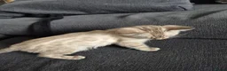 Bengal cats for sale: TICA prestigious Glitterglam SNOW clouded Kitten - Advert 6
