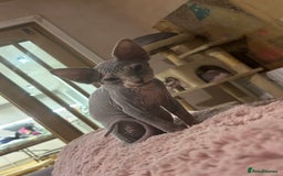 Sphynx cats for sale: Beautiful lot of Sphynx kittens from family pets - Image 5