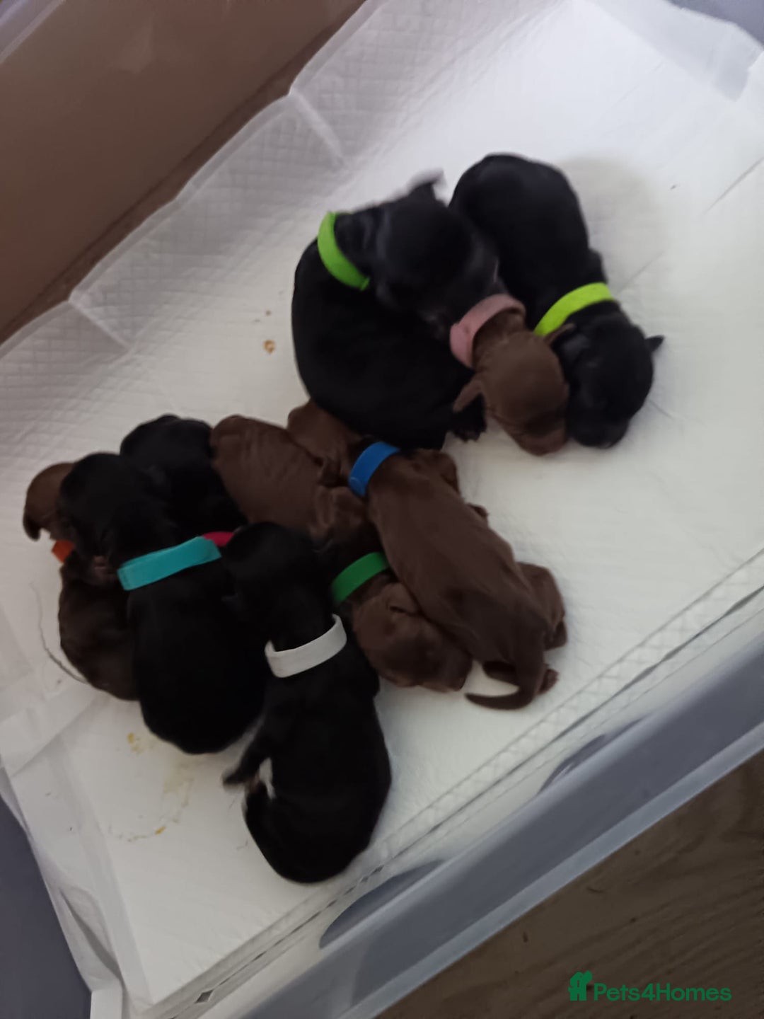 Cocker Spaniel dogs for sale: Cocker spaniel puppy's  - Image 4