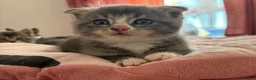 Mixed Breed cats for sale: Scottish fold mixed with mixed breed 2 boys  in Chatham - Advert 6