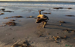 Mixed Breed dogs for sale: Male cane corso cross bullmastiff - Image 4